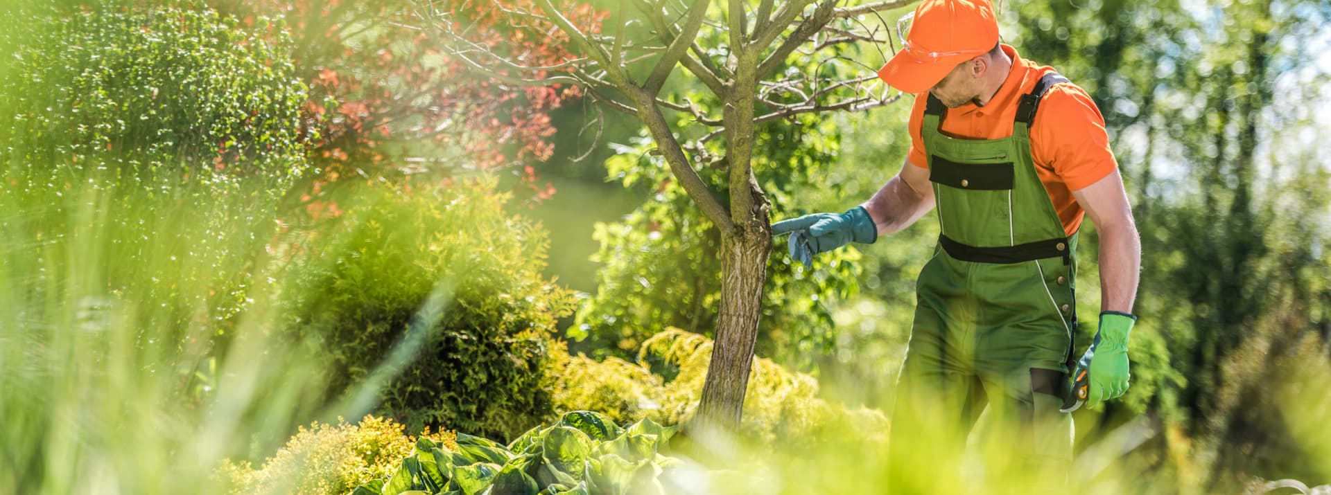 An arborist in safety cap and work overalls examining the trunk and branch structure of a young tree in a planted garden