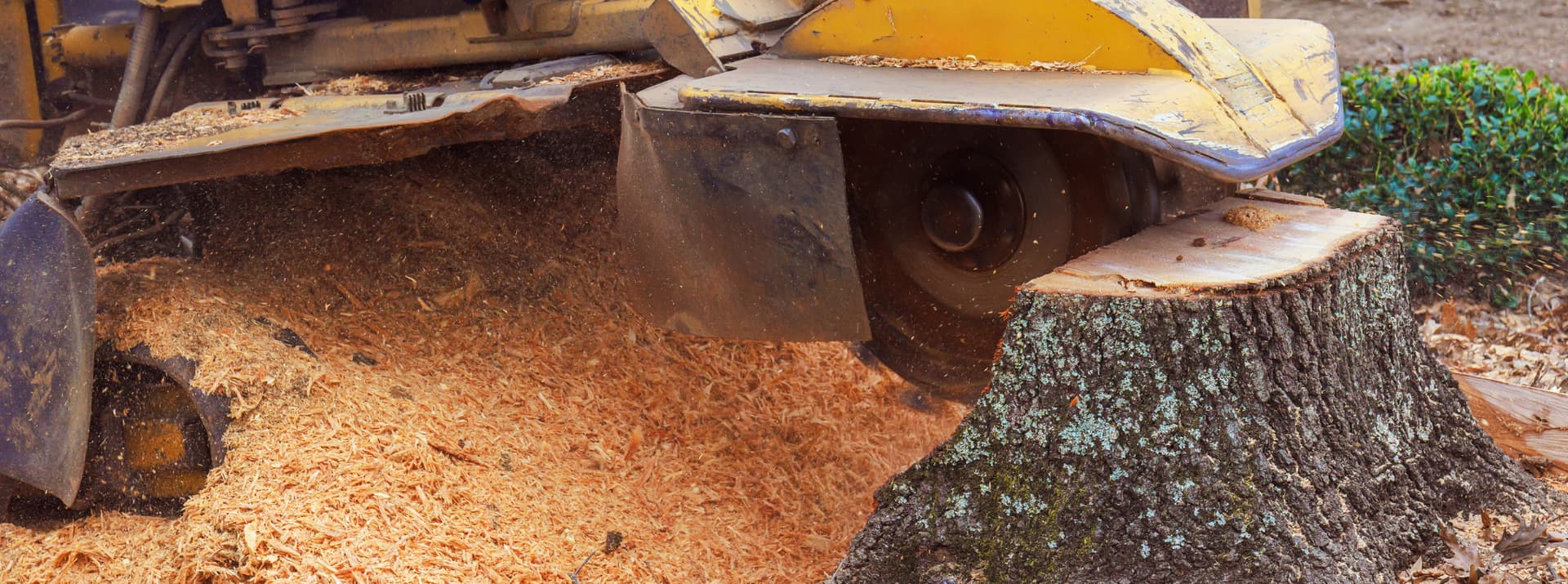 A stump grinder wheel cutting into a lichen-covered stump, throwing a fresh pile of wood chips