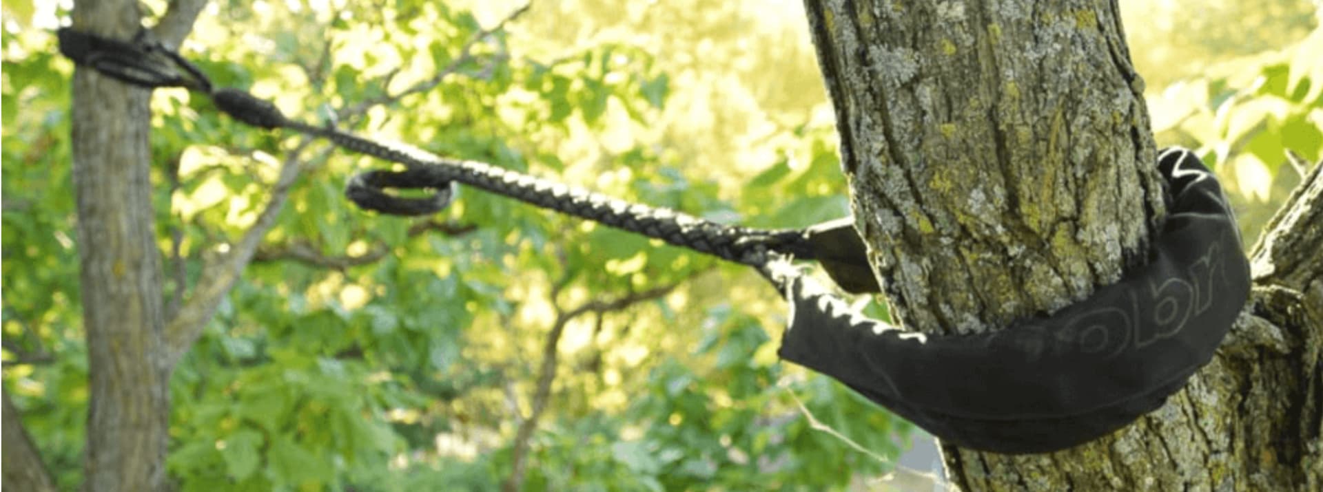 A dynamic cabling system installed between two limbs of a mature tree, the braided line anchored to the trunk with a padded sleeve