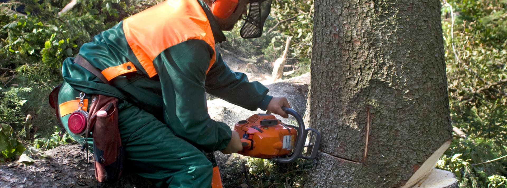 A tree worker in a helmet, face shield and safety gear cutting a felling notch into the base of a large trunk with a chainsaw
