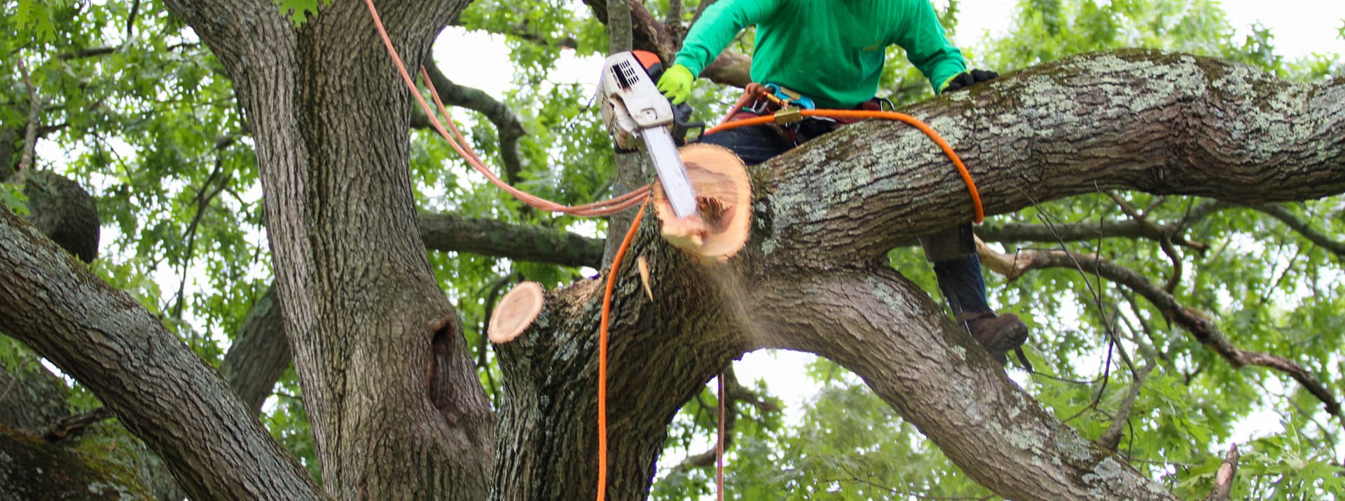 A climber roped into a mature oak, cutting a large limb with a chainsaw