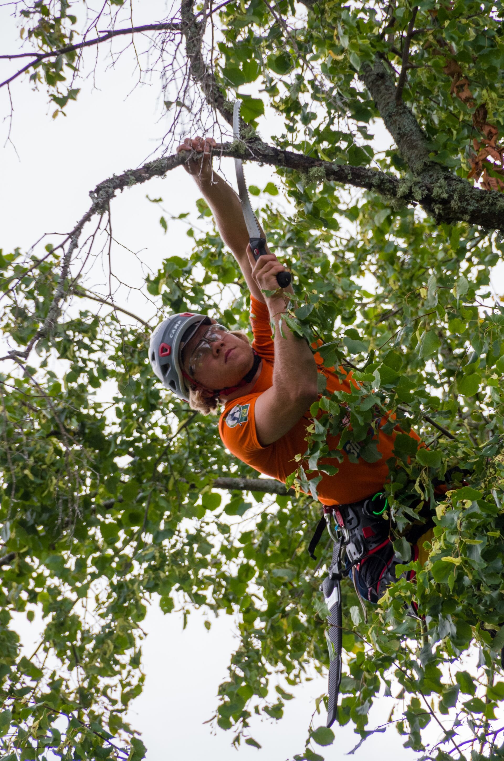 A tree care worker looking over a residential tree with a homeowner