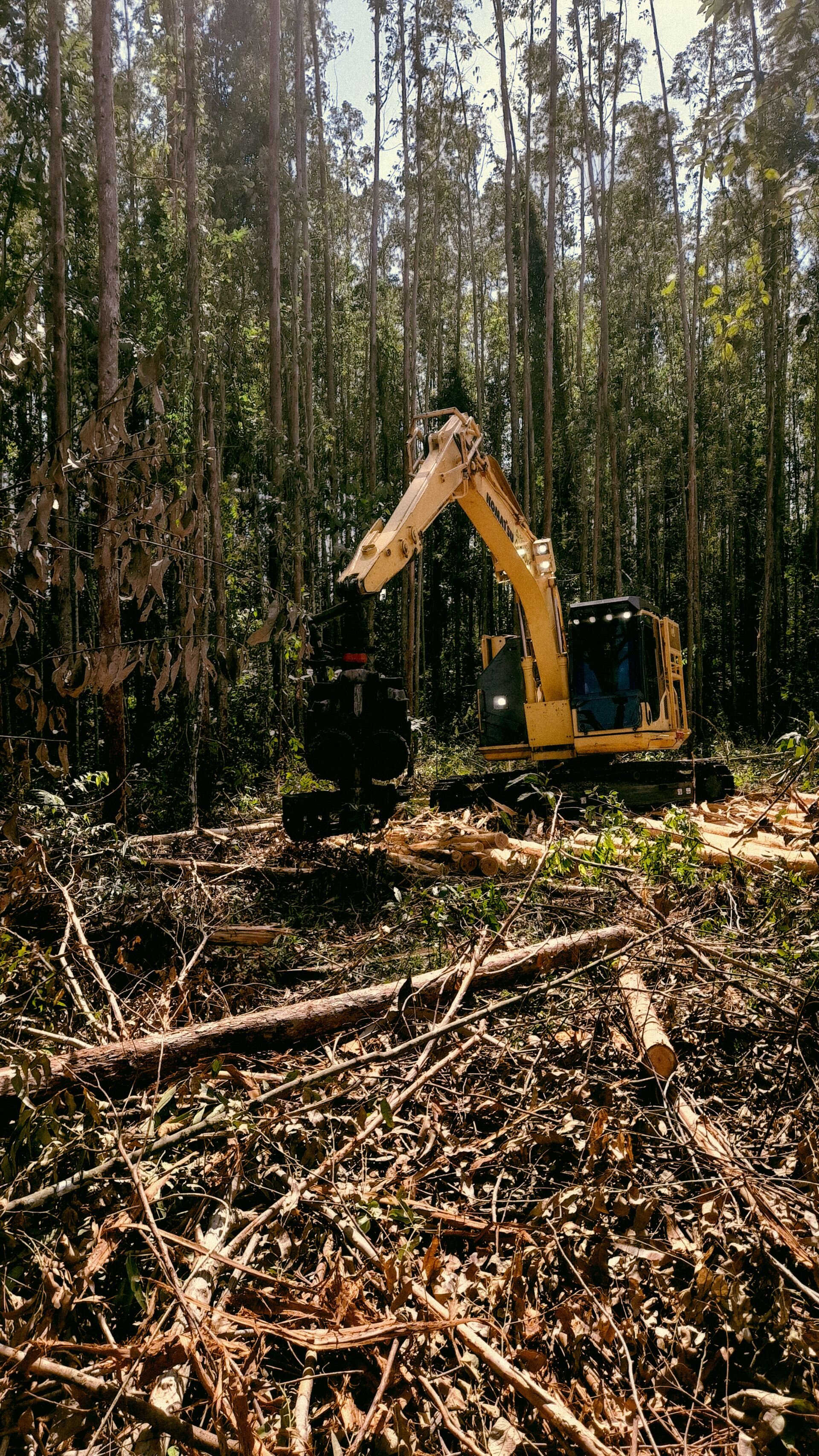 Machine clearing trees and brush on a wooded lot