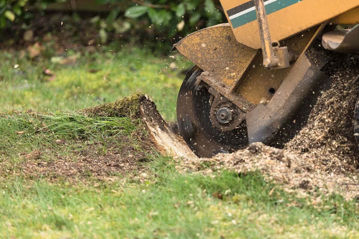 A stump grinder wheel cutting a stump down into the lawn and throwing a pile of wood chips