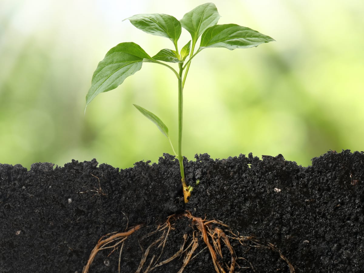 A young seedling in dark soil, its root system visible below ground level