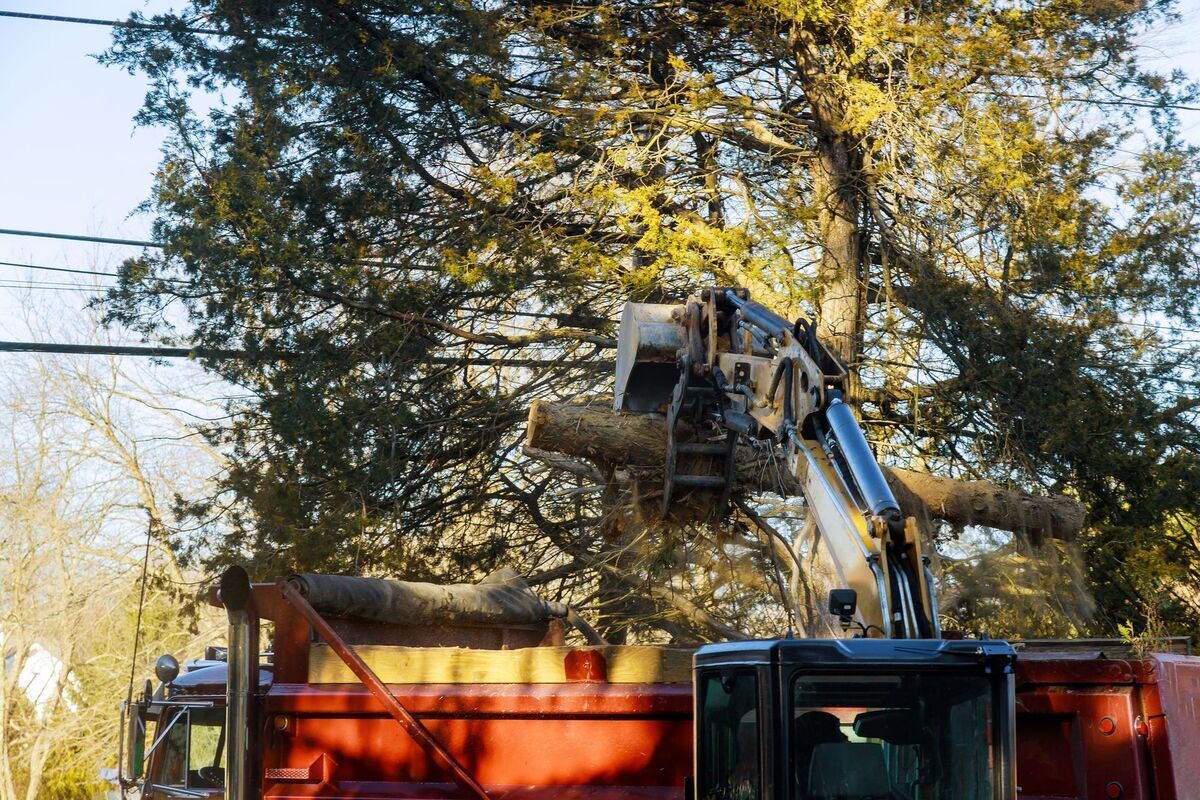 Tree removal crew removing a large tree in Dutchess County, NY
