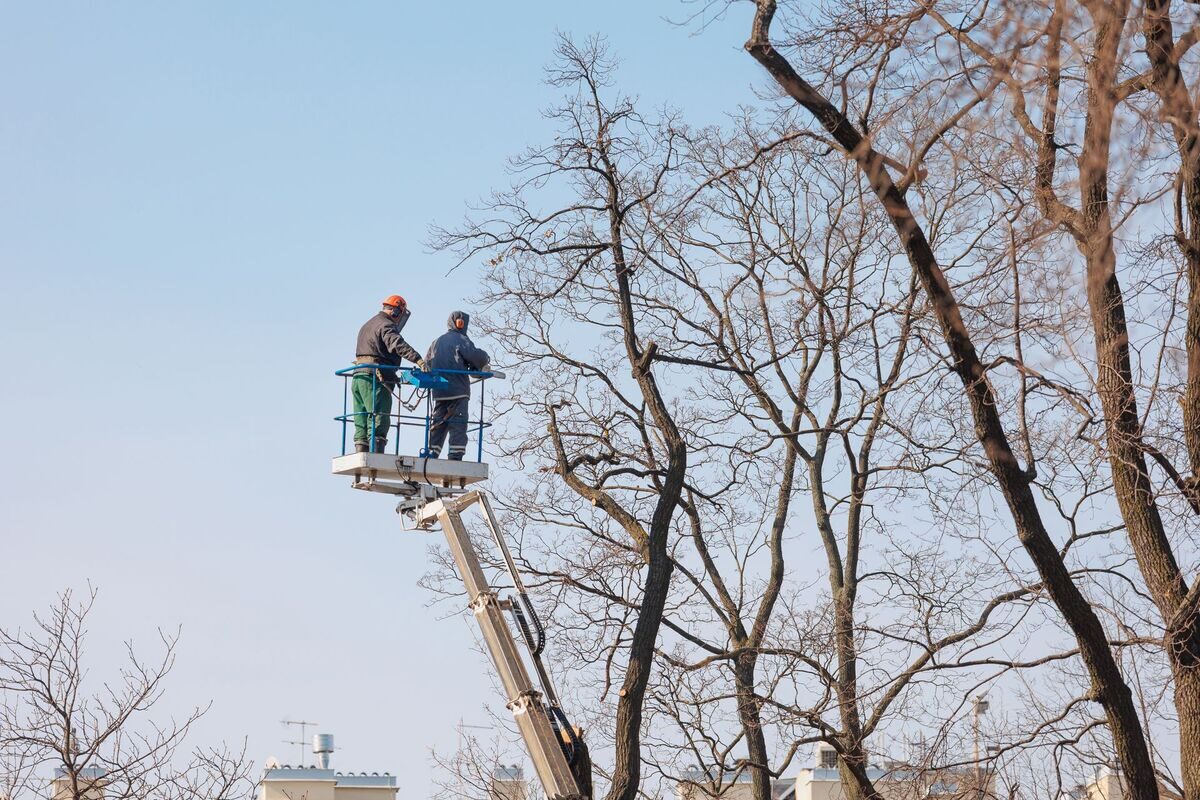 GXB Precision Tree Care crew in a bucket truck pruning a tree canopy in Dutchess County, NY